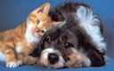 i-love-my-pets-llc-cat-immune-supplement-3.jpg